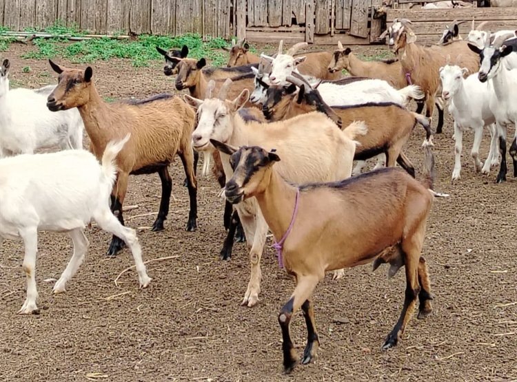    Фото: Минсельхоз Иркутской области