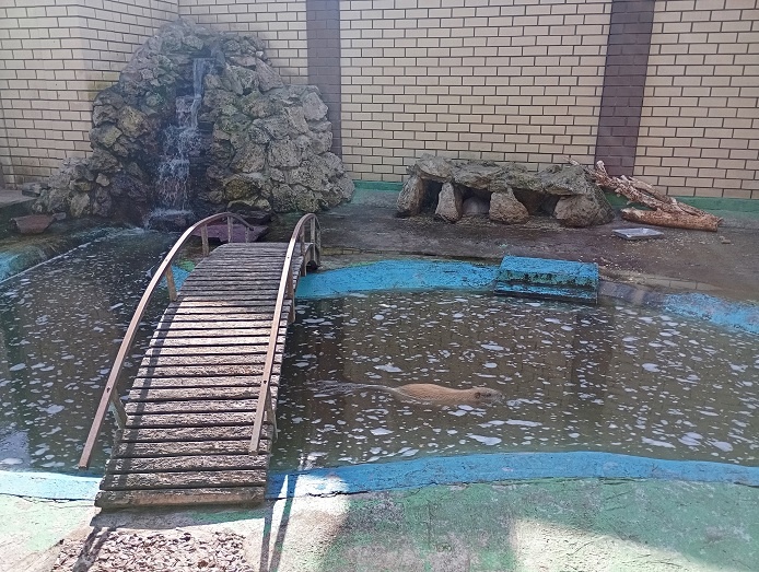 Нижний Новгород, 1 октября 2025. Нутрия. 