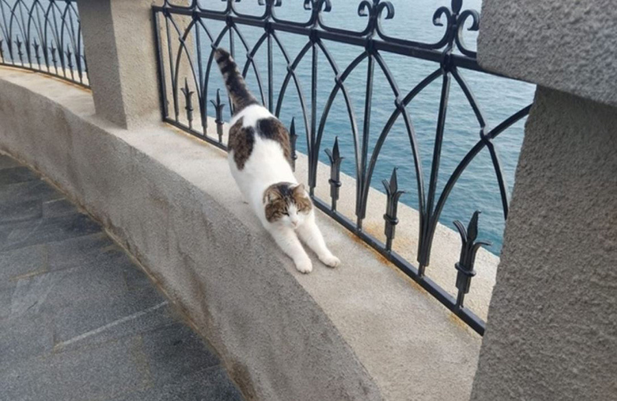 Фото: ГБУ РК "Дворец-замок "Ласточкино гнездо"