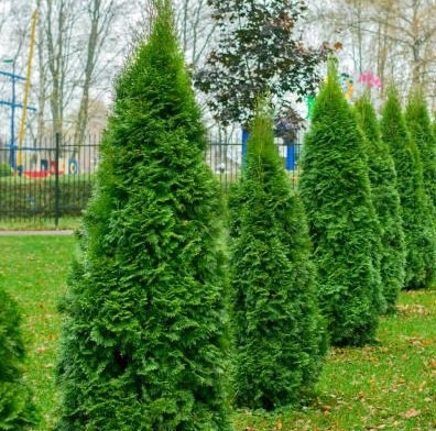 Тема вечнозеленых растений особенно интересна, когда на улице все белое от снега, и только наши зеленые растения украшают ваш сад