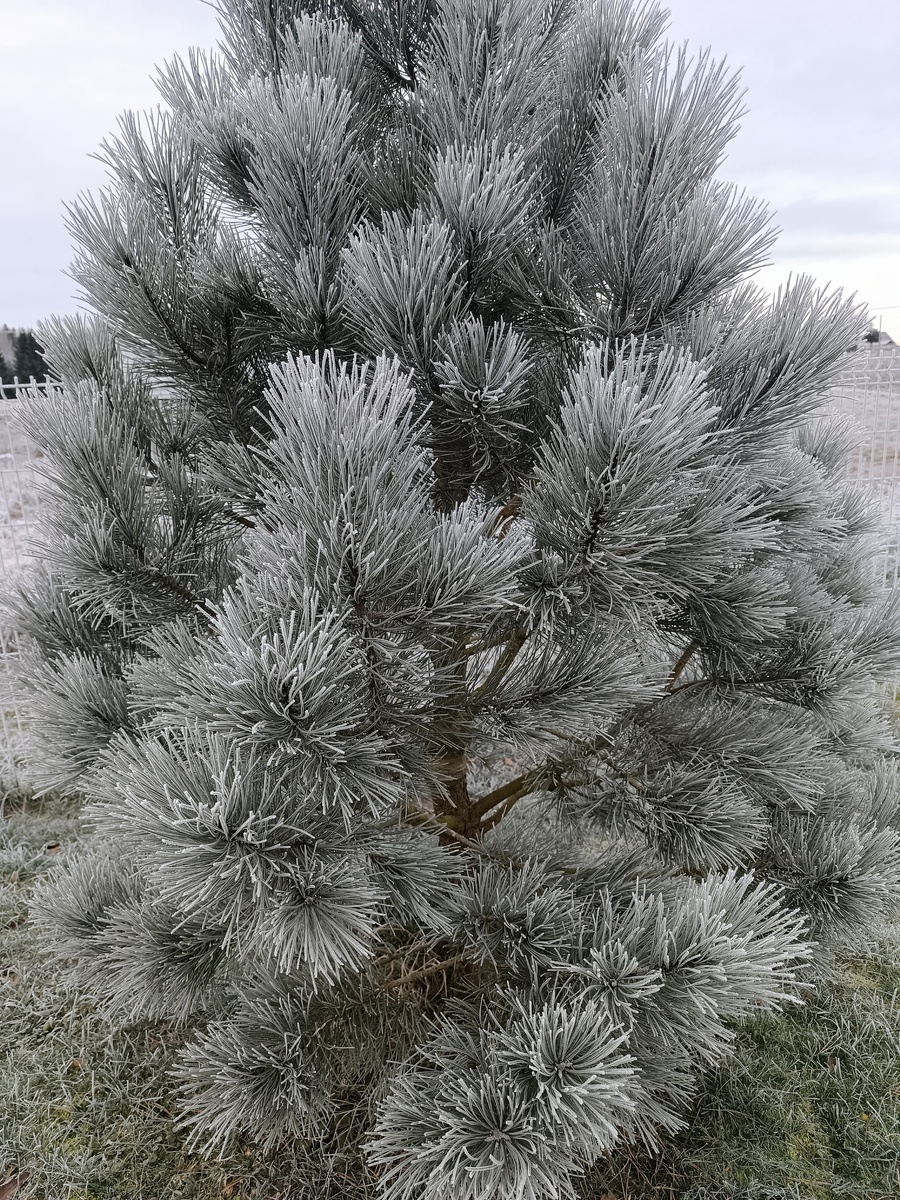 сосна желтая