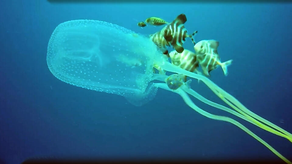 Фото: © РЕН ТВ