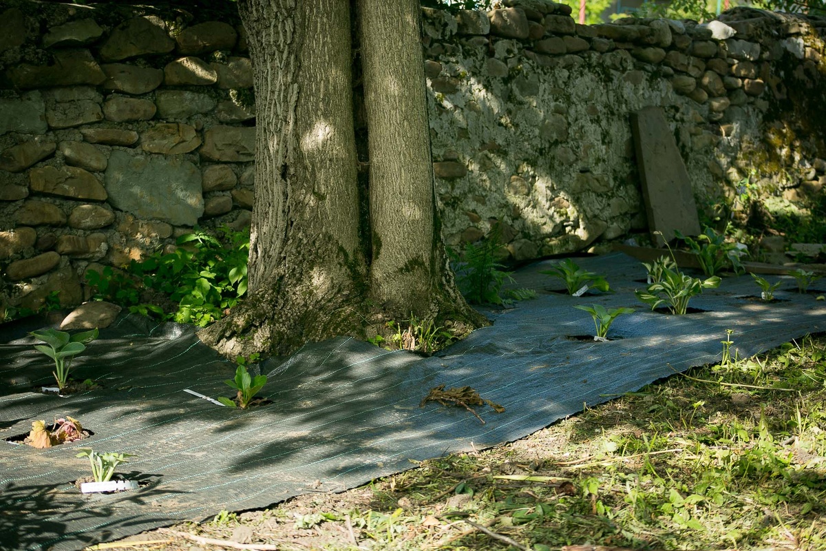 Автор фото Елена Якимова / Greenfingers
