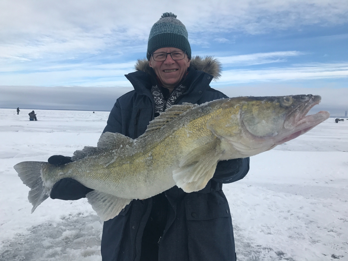 Судак  пойман на балансир Nils Master