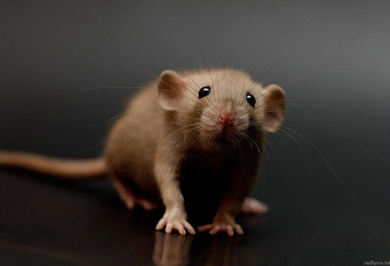 Общий прогноз бацзы на месяц Земляной Крысы - декабрь 2025