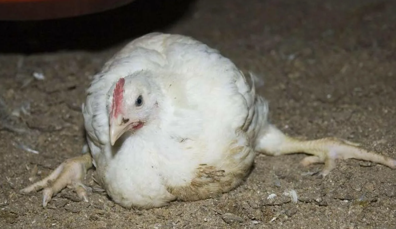 Что делать, если курица не встаёт на лапы