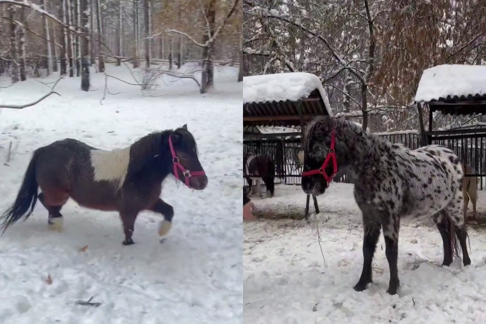    Новые животные уже адаптировались в зоопарке. Фото: стоп-кадр из ролика пресс-службы Новосибирского зоопарка имени Р. А. Шило