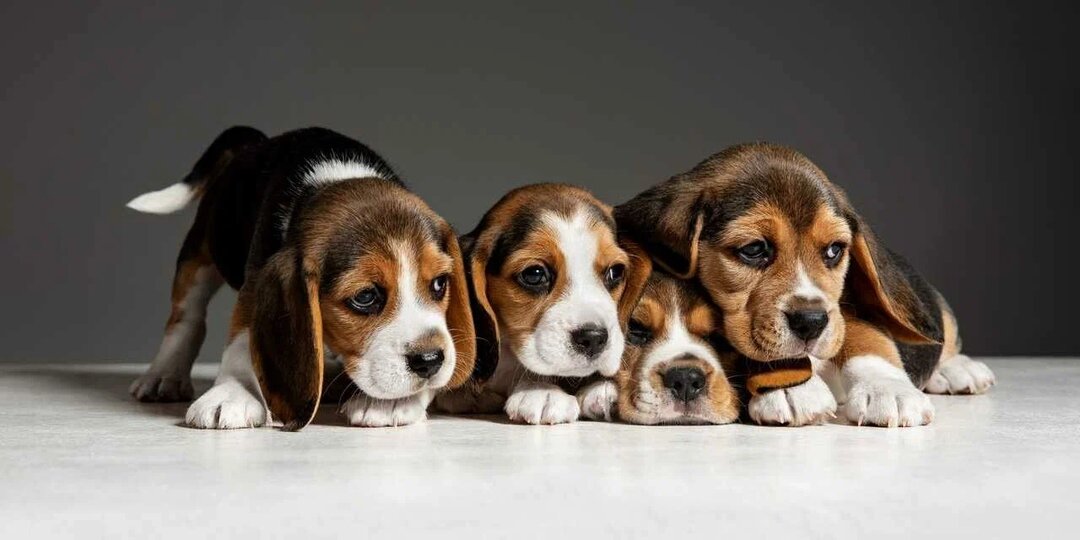 Размер и вес биглей