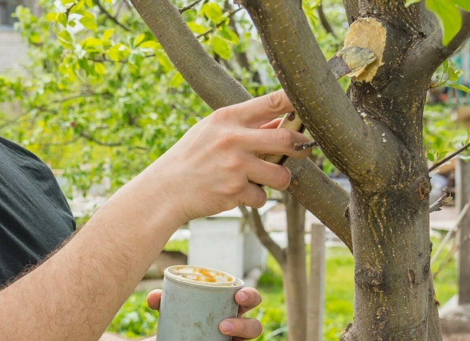 чем замазать спил?