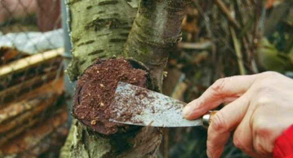Чем быстро, просто и недорого замазать раны на деревьях в саду: проверенные рецепты для всех, особенно для пенсионеров