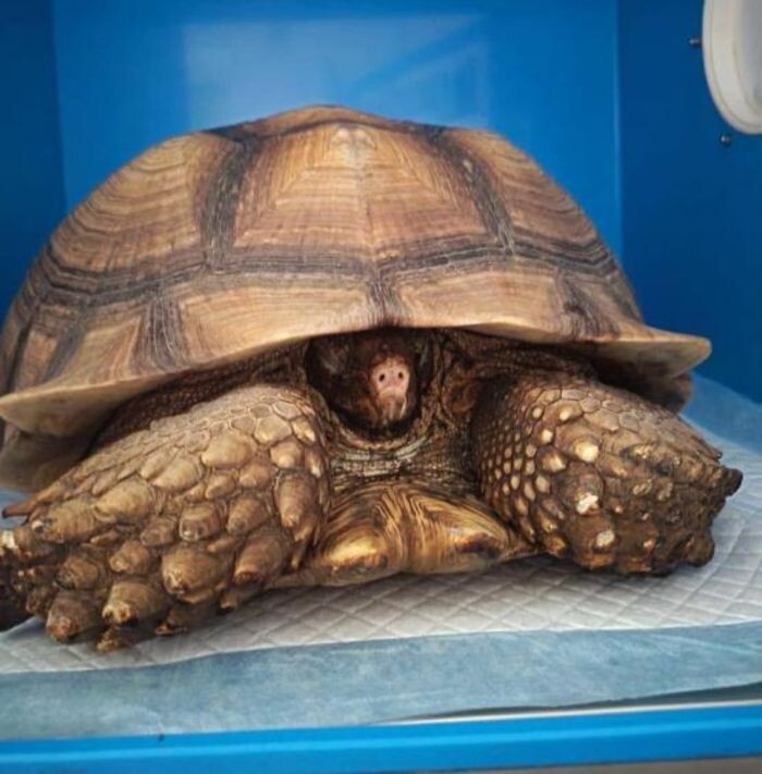 Иллюстрация: Парк "Малинки"