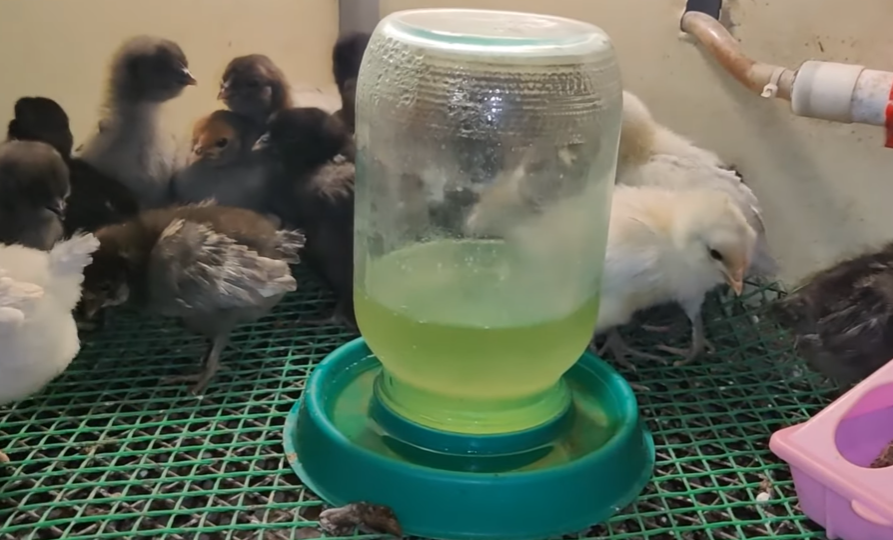 Первые две недели выращивания цыплят