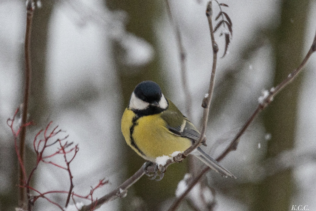 Большая синица, фото автора