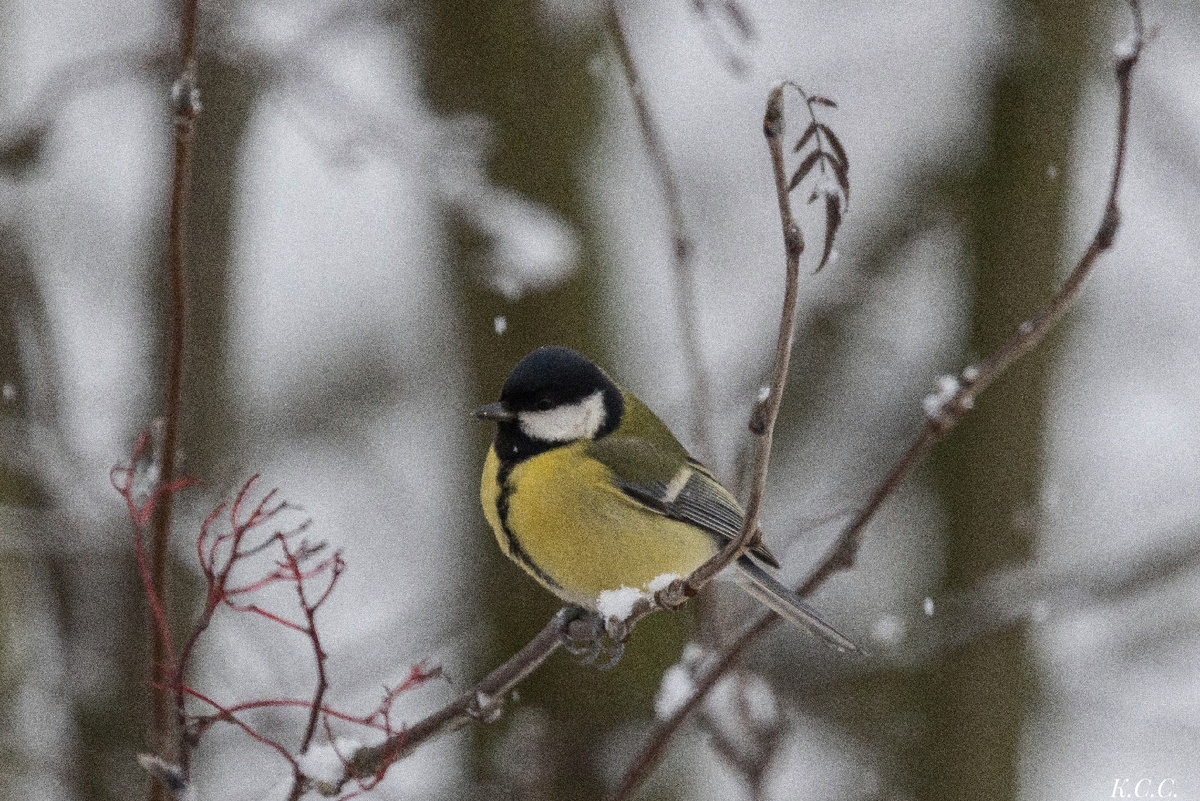 Большая синица, фото автора