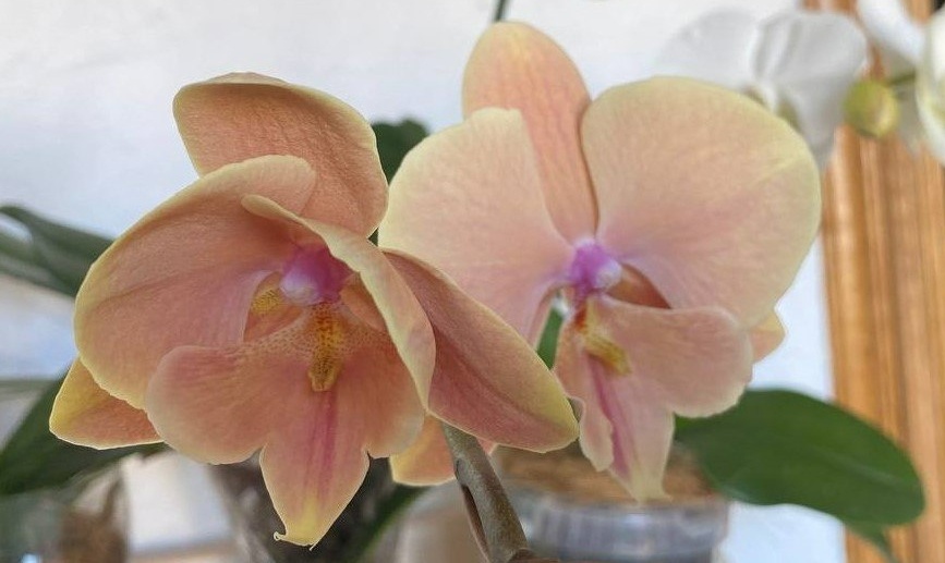 Орхидея фаленопсис Autum Wind в начале роспуска 