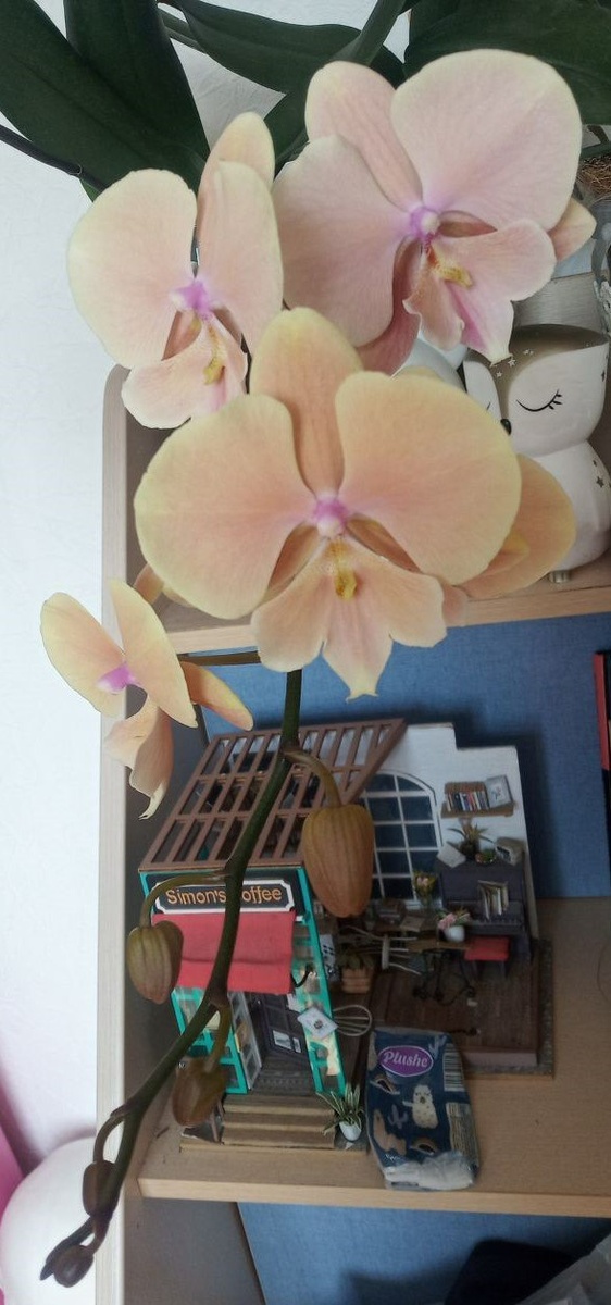 Phalenopsis Autum wind Осенний ветер май 2024