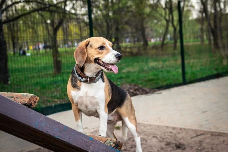 Shutterstock/FOTODOM