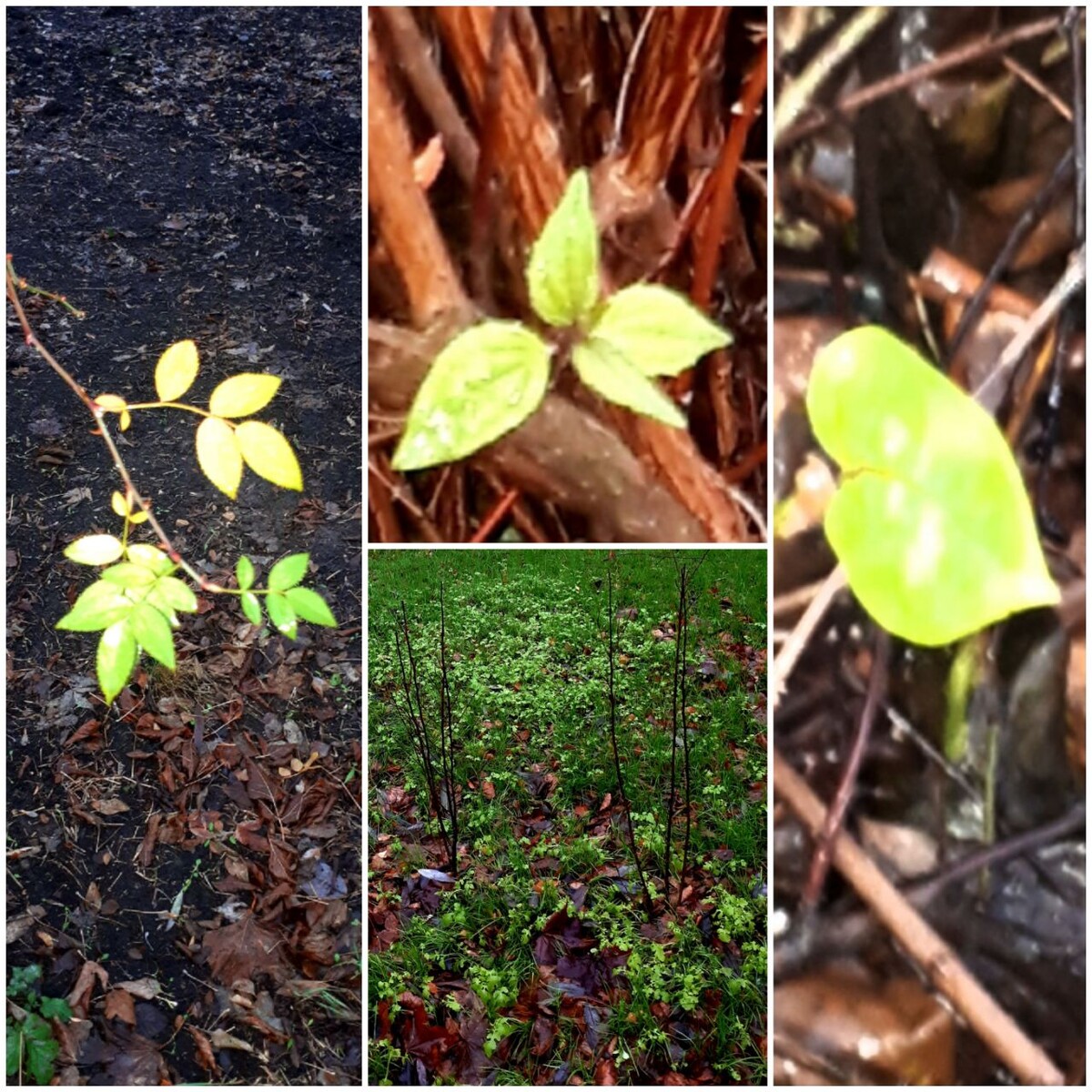 Коллаж автора статьи 24.11.2025г.