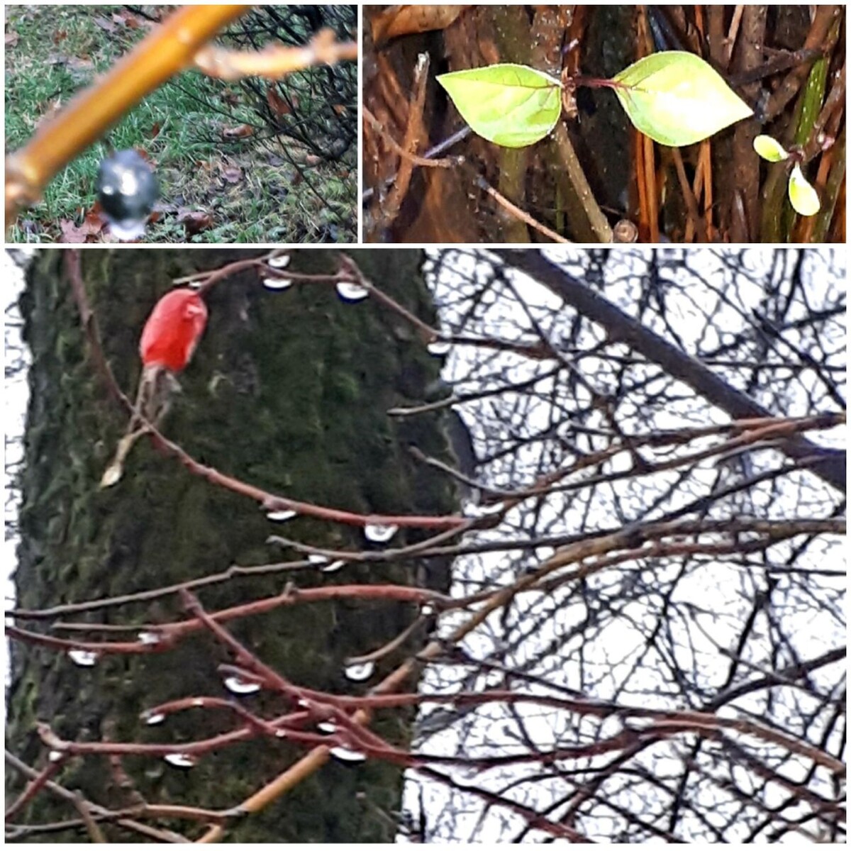 Коллаж автора статьи 24.11.2025.