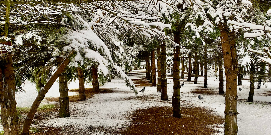 Первый большой снег-2025. Парк 300-летия Санкт-Петербурга