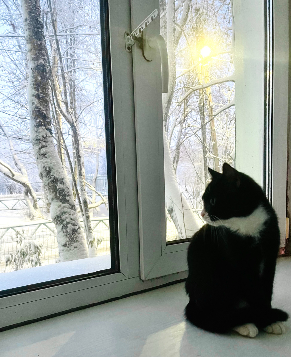 Инжир подоконник облюбовал 