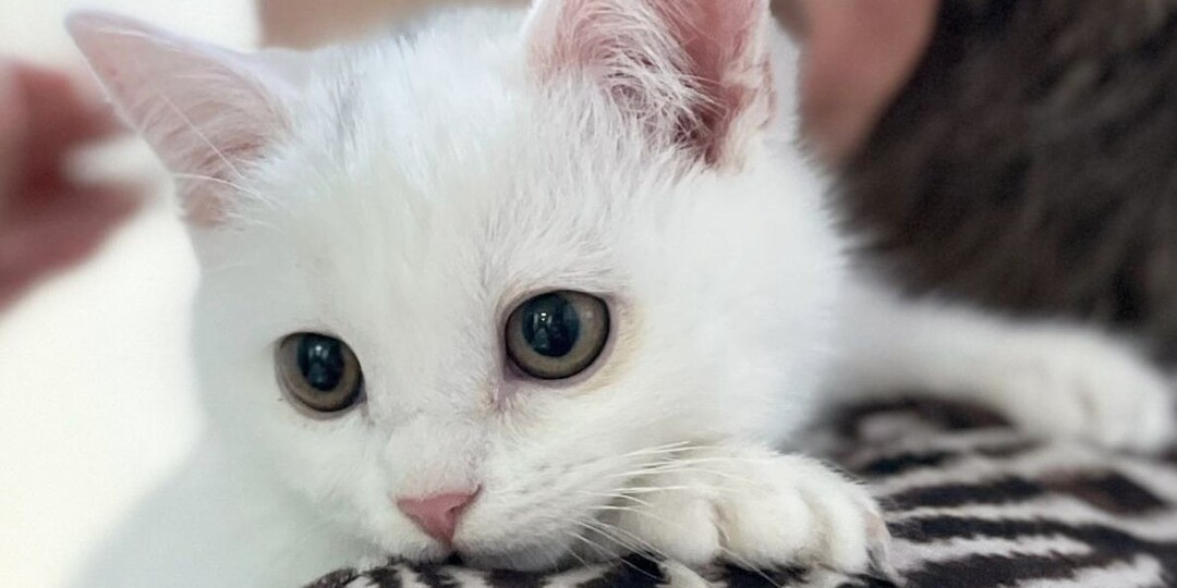 Маленькая беленькая Снежинка ищет дом и любящую семью!