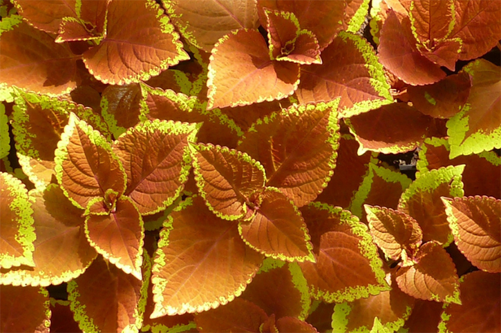 Колеус Визард Пастель