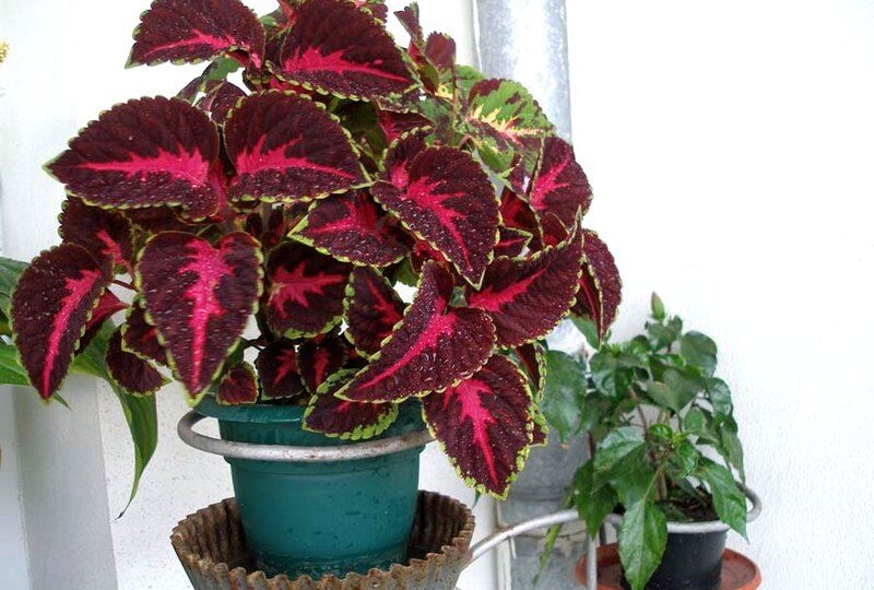 Шесть основных правил ухода за колеусом