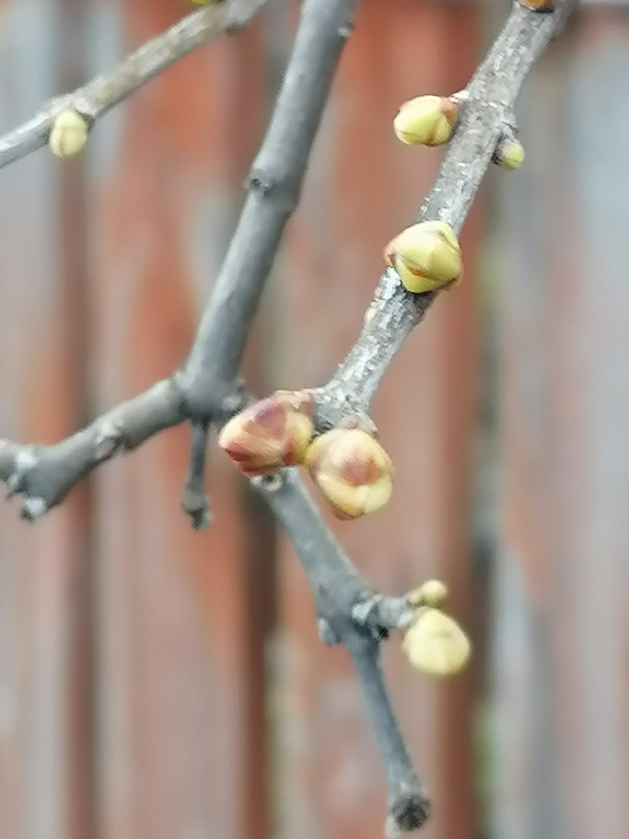 А на сирени почки... 