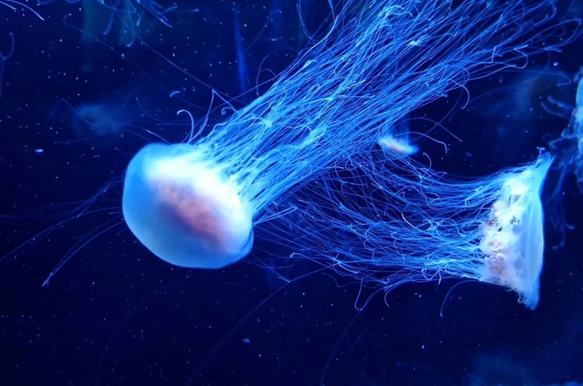    Стремительный рост численности медуз вызван происходящими на планете глобальными изменениями климата.