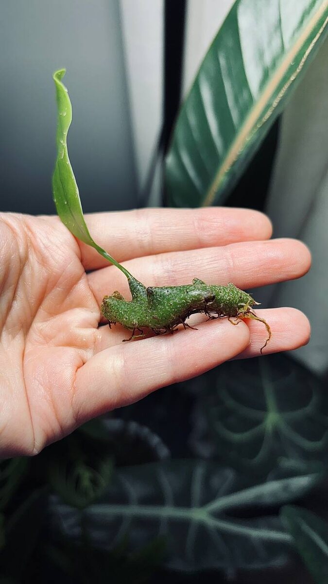 Таким я его получила