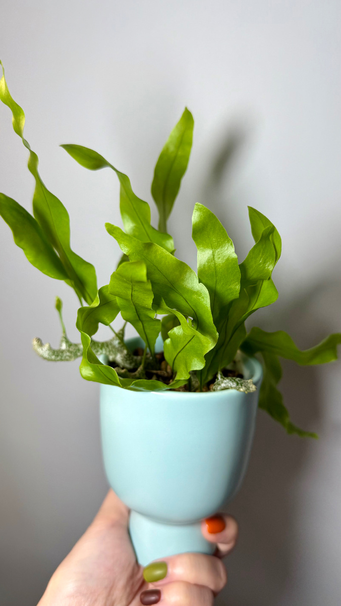 Это мой леканоптерис сегодня 