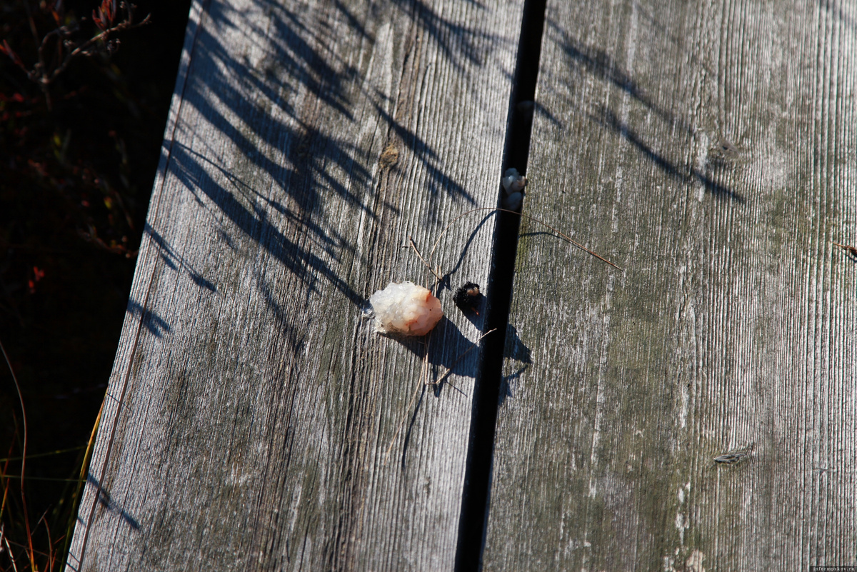Фото: Полистовский заповедник