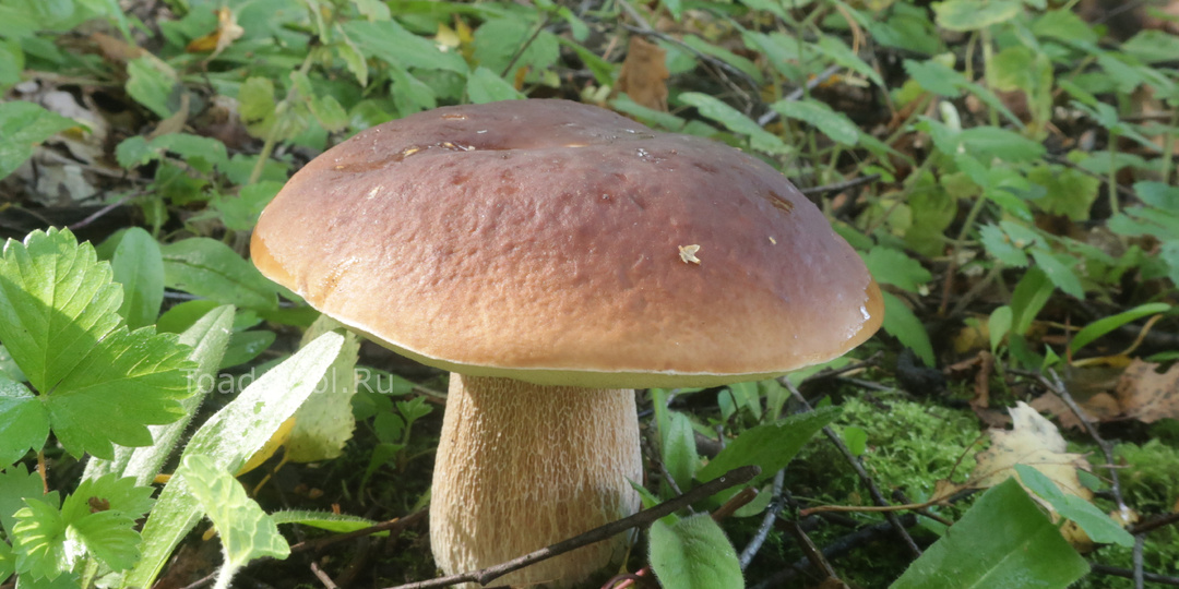 Этот безумный, безумный, <...> сезон-2025