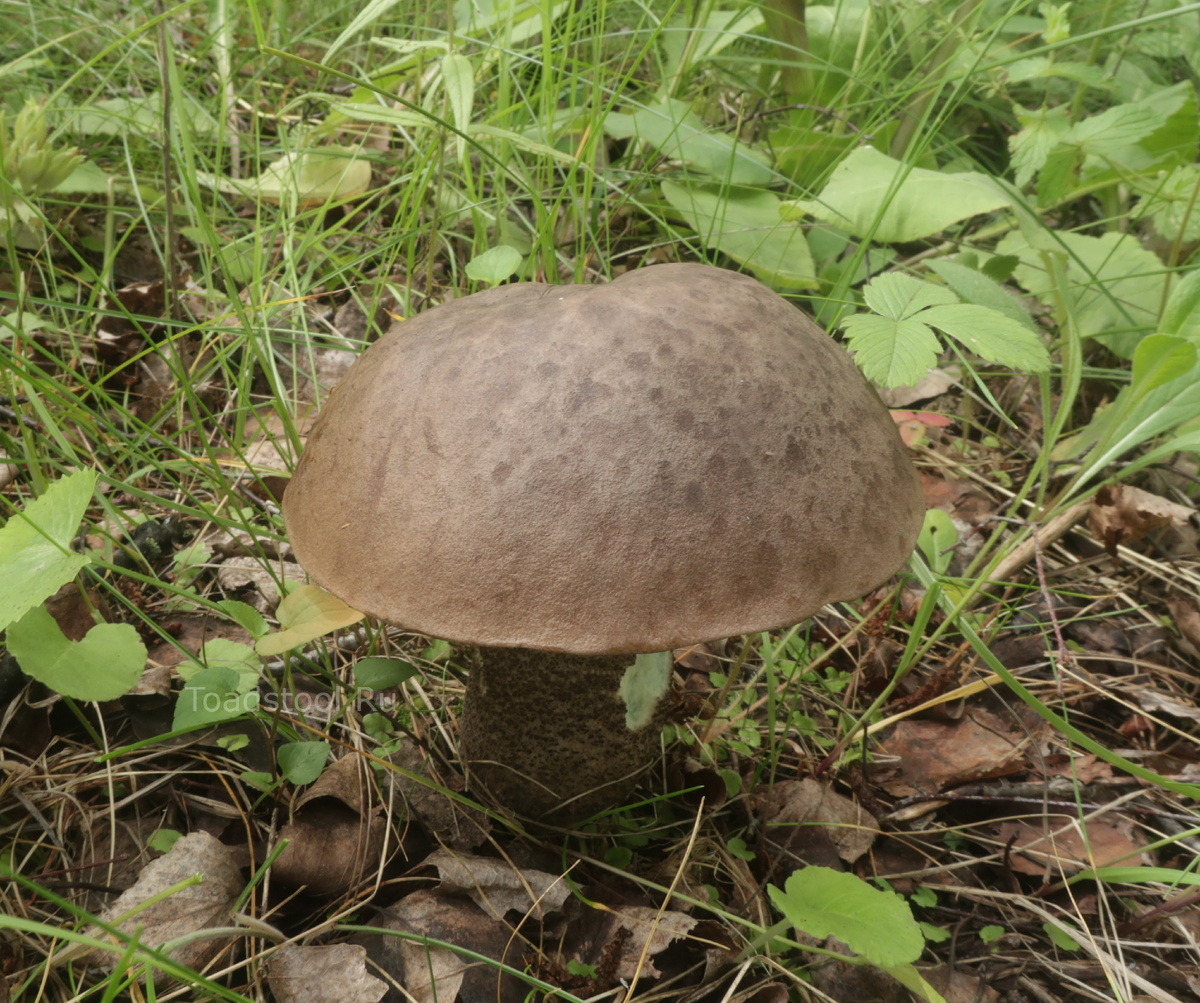 "Парад безумств открыл Егорыч..." (фото И.Лебединского)