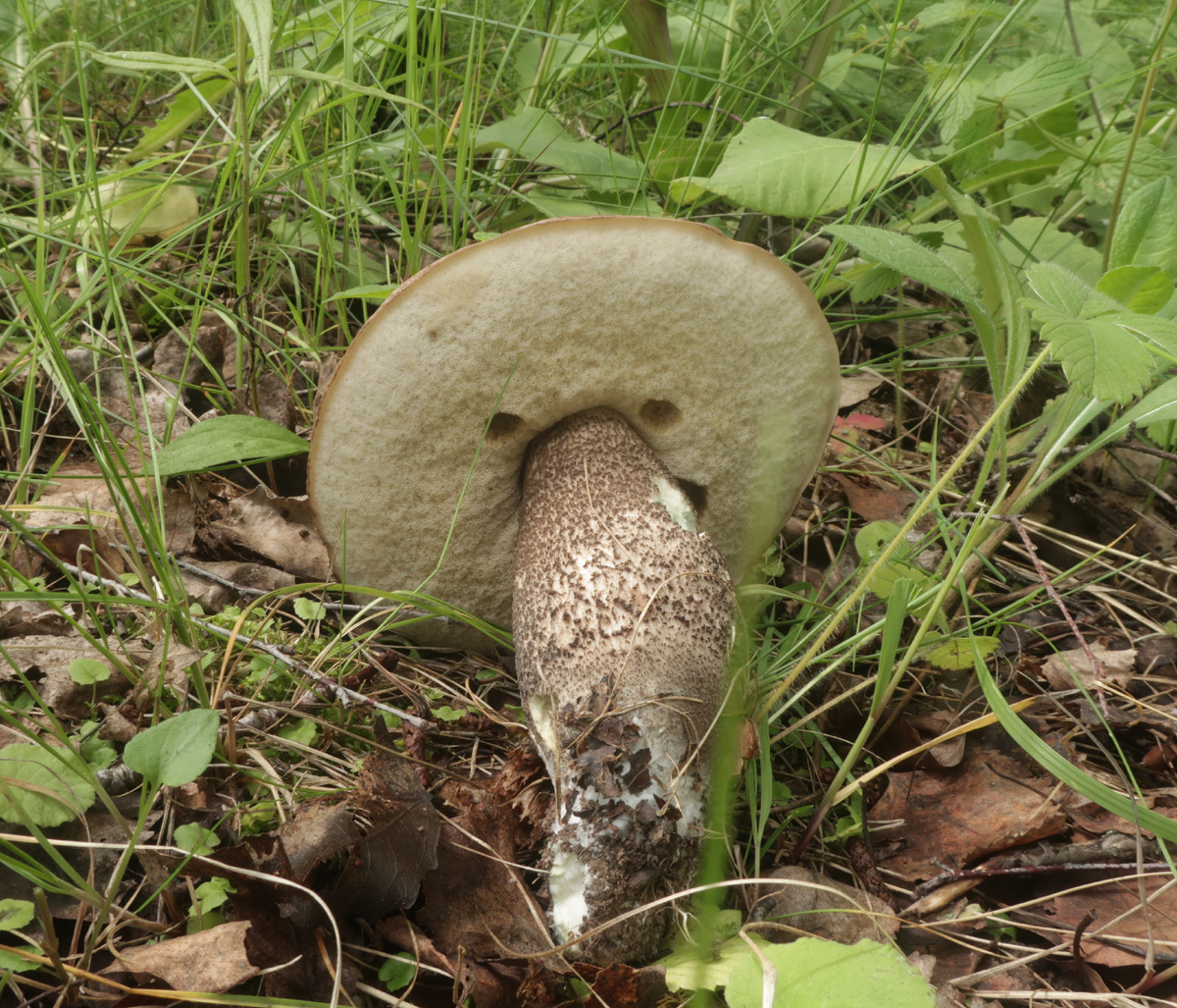 Один гриб - лёгкий ужин на двоих (фото И.Лебединского)