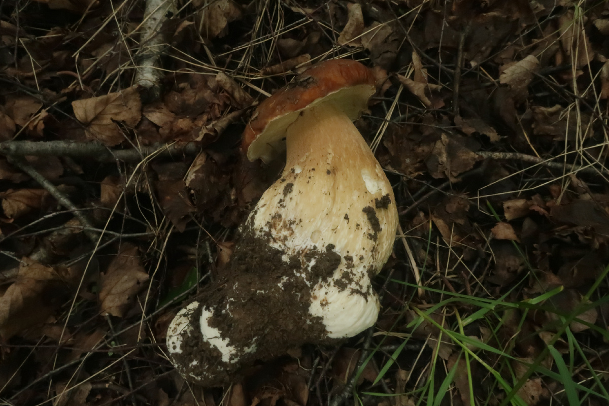 Так ещё веселее. Кто сказал, что сетчатый белый - гриб поверхностного залегания? Ладно, это я сказал, но почему... (фото И.Лебединского)