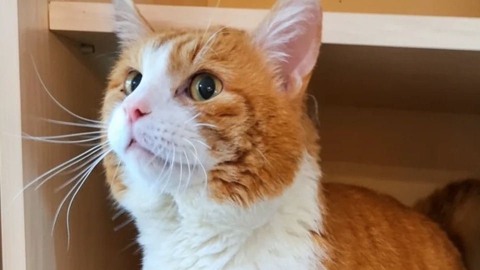 «Отпишу тебе квартиру, только не оставь Рыжика!»: последнюю просьбу умирающего друг не выполнил, но жилье забрал