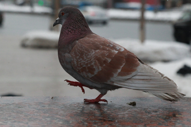 Фото: Bulkin Sergey/news.ru/GlobalLookPress