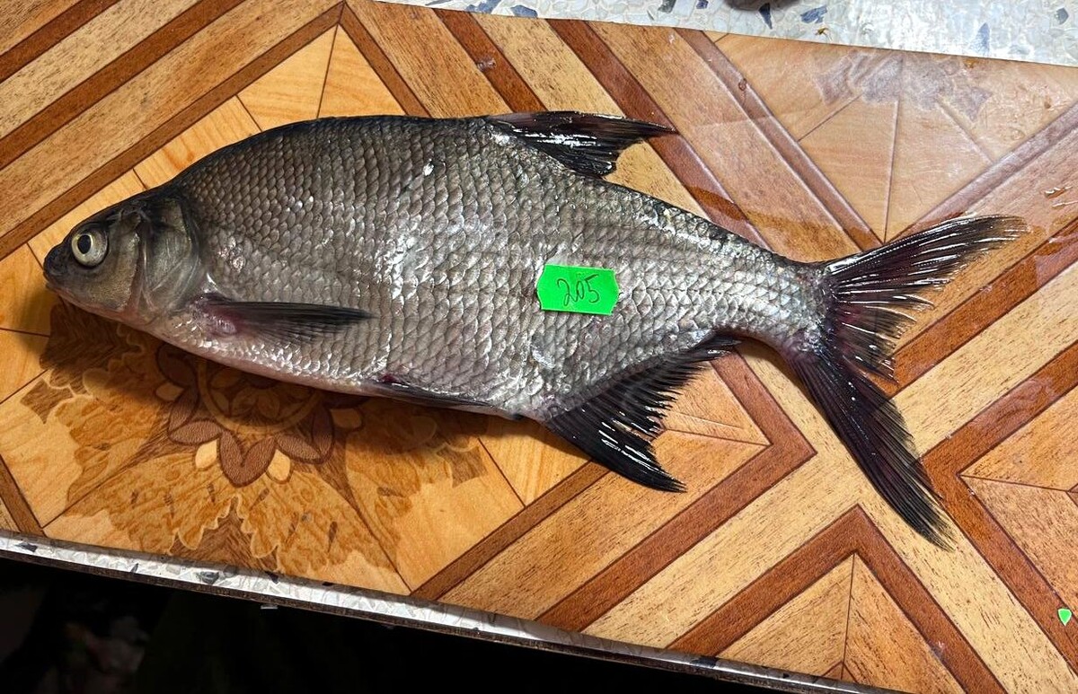    фото: © КарНЦ РАН