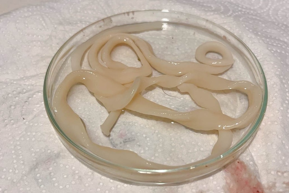    Карельские ученые выяснили, можно ли есть зараженного плоским червем леща© КарНЦ РАН