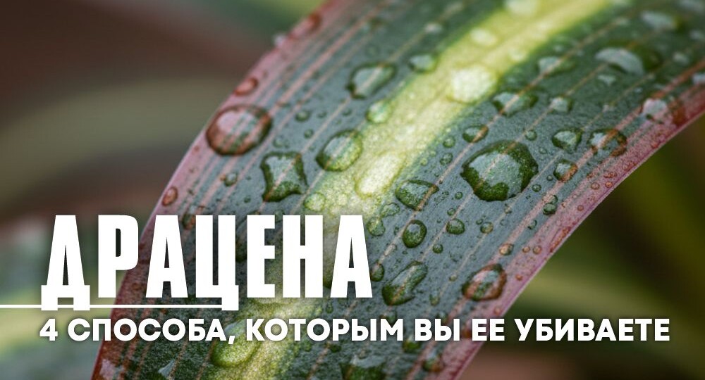 4 способа, которыми вы убиваете свою Драцену.