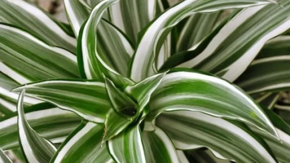 Драцена полосатая. Источник фото: https://avatars.mds.yandex.net