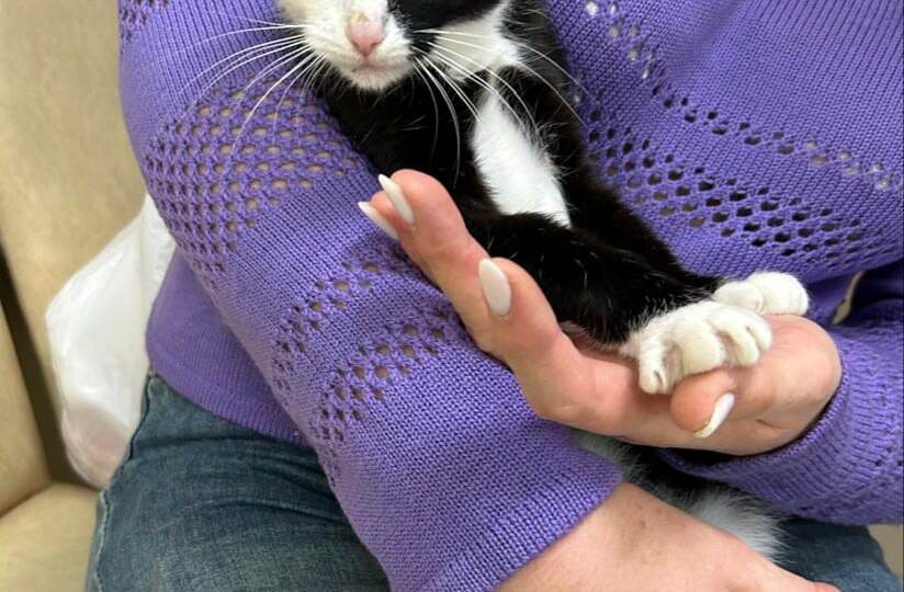 Аляску бродячая стая прижимала к дому, и кошечка ринулась к подвальному окну