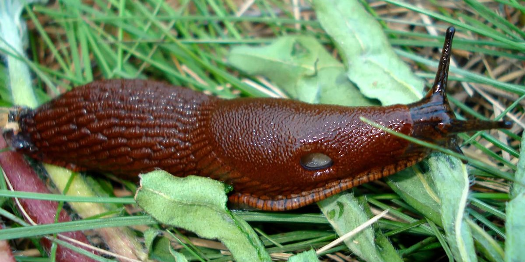 Зимовка слизней: что происходит с вредителями в морозы и как это использовать против них