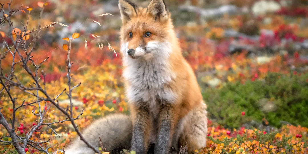 Мои фото приключения с лисой на полуострове Рыбачий.