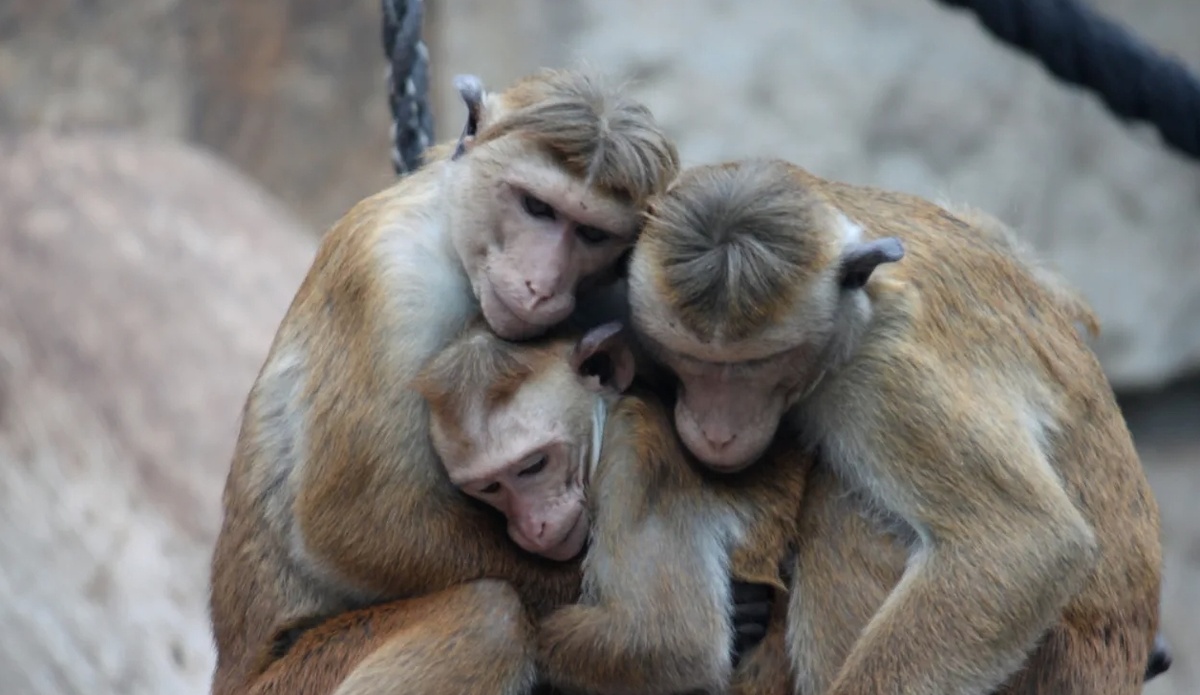    Ученые считают, что поцелуи помогали древним приматам согреваться в холод. Источник фотографии: Live Science