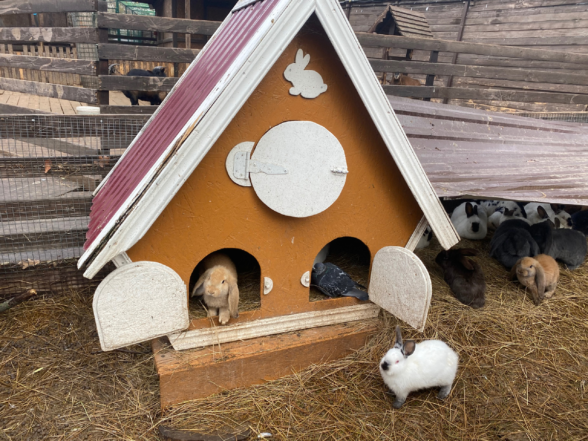 Вот такие лапульки 🐇 🐇  