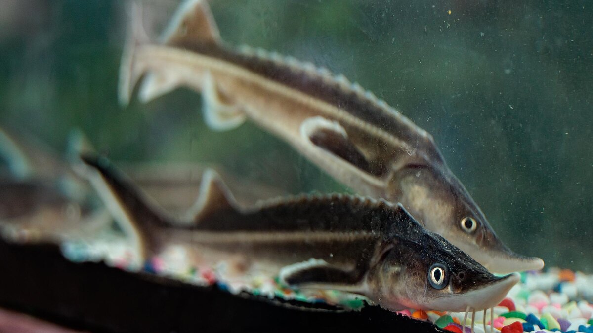    Фото: Sergey Elagin/globallookpress.com