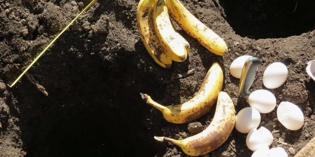 Секрет плодородия: зачем опытные дачники закапывают в грядки обычные яйца